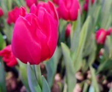   Весна в Керчи: тысячи тюльпанов к 8 марта от местного предпринимателя!