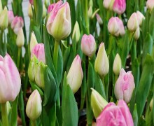   Весна в Керчи: тысячи тюльпанов к 8 марта от местного предпринимателя!