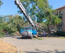 Дерево раздавило припаркованные машины в Керчи: прокуратура начала проверку