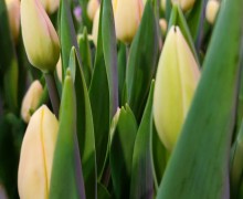   Весна в Керчи: тысячи тюльпанов к 8 марта от местного предпринимателя!