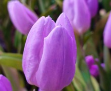   Весна в Керчи: тысячи тюльпанов к 8 марта от местного предпринимателя!