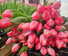   Весна в Керчи: тысячи тюльпанов к 8 марта от местного предпринимателя!