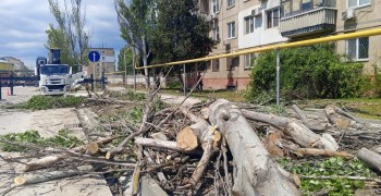 Благоустройство по-керченски: на автовокзале срубили здоровье деревья
