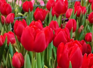   Весна в Керчи: тысячи тюльпанов к 8 марта от местного предпринимателя!