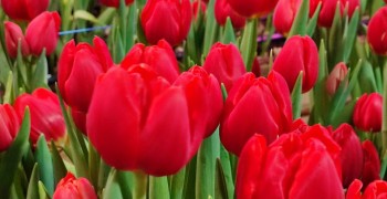   Весна в Керчи: тысячи тюльпанов к 8 марта от местного предпринимателя!