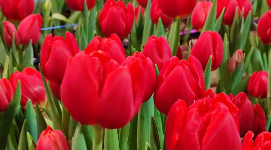   Весна в Керчи: тысячи тюльпанов к 8 марта от местного предпринимателя!