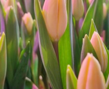   Весна в Керчи: тысячи тюльпанов к 8 марта от местного предпринимателя!