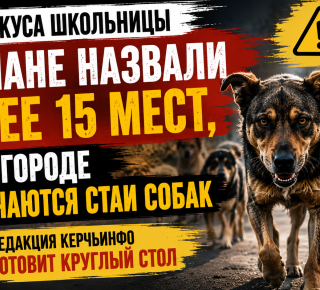 Керчане назвали более 15 мест в городе, где встречаются агрессивные стаи собак